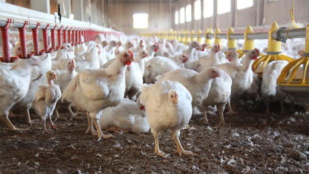 Tavuk Etinin Besin Değeri Geçmişten Günümüze 